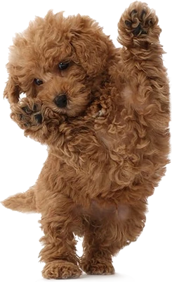 kennel-maltipoo-vip kennel-maltipoo-vip