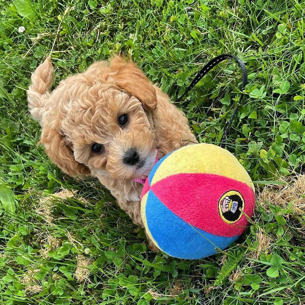puppy-maltipoo-walk социлизация мальтипу