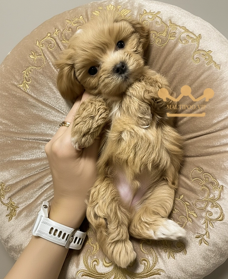 maltipo-pet-men
