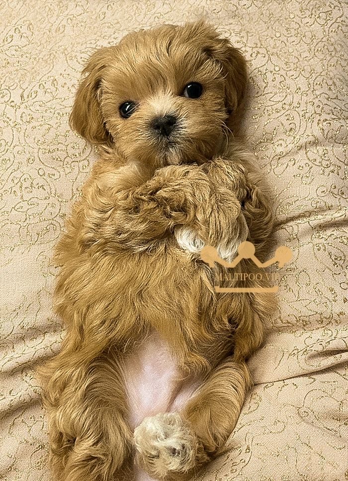 maltipoo-girl-pet