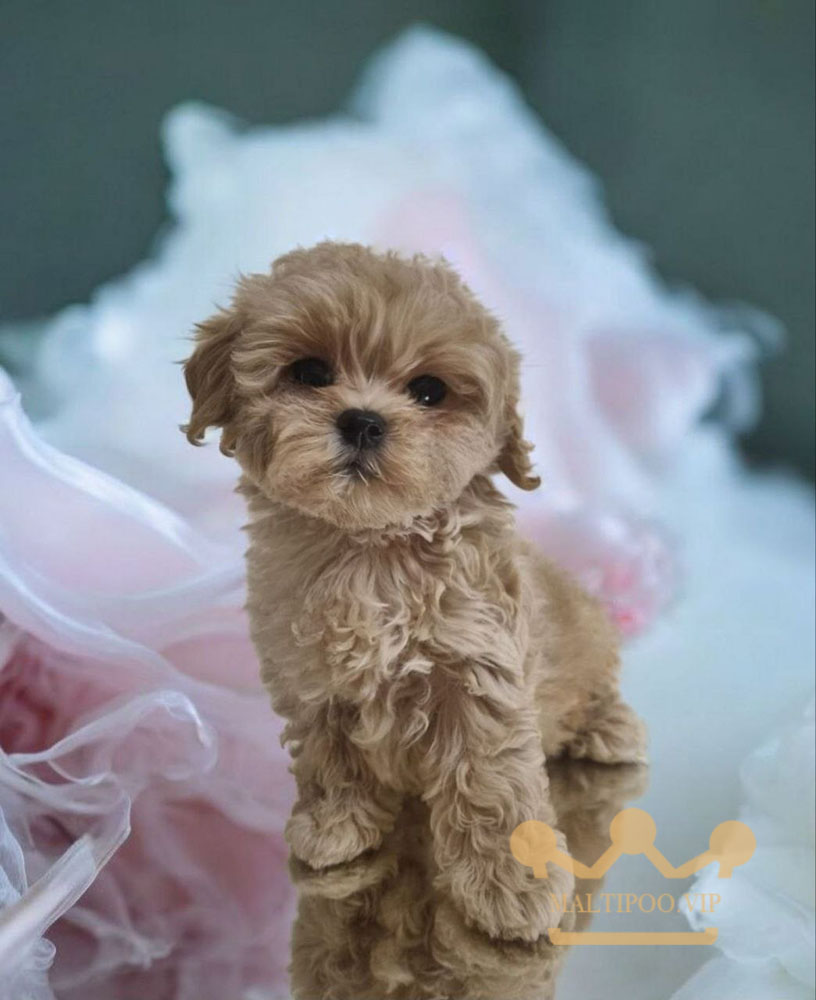 щенок мальтипу мини 2 кг