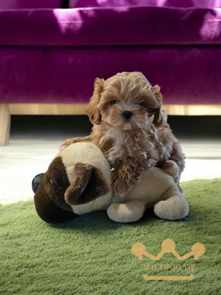 щенок мальтипу мини