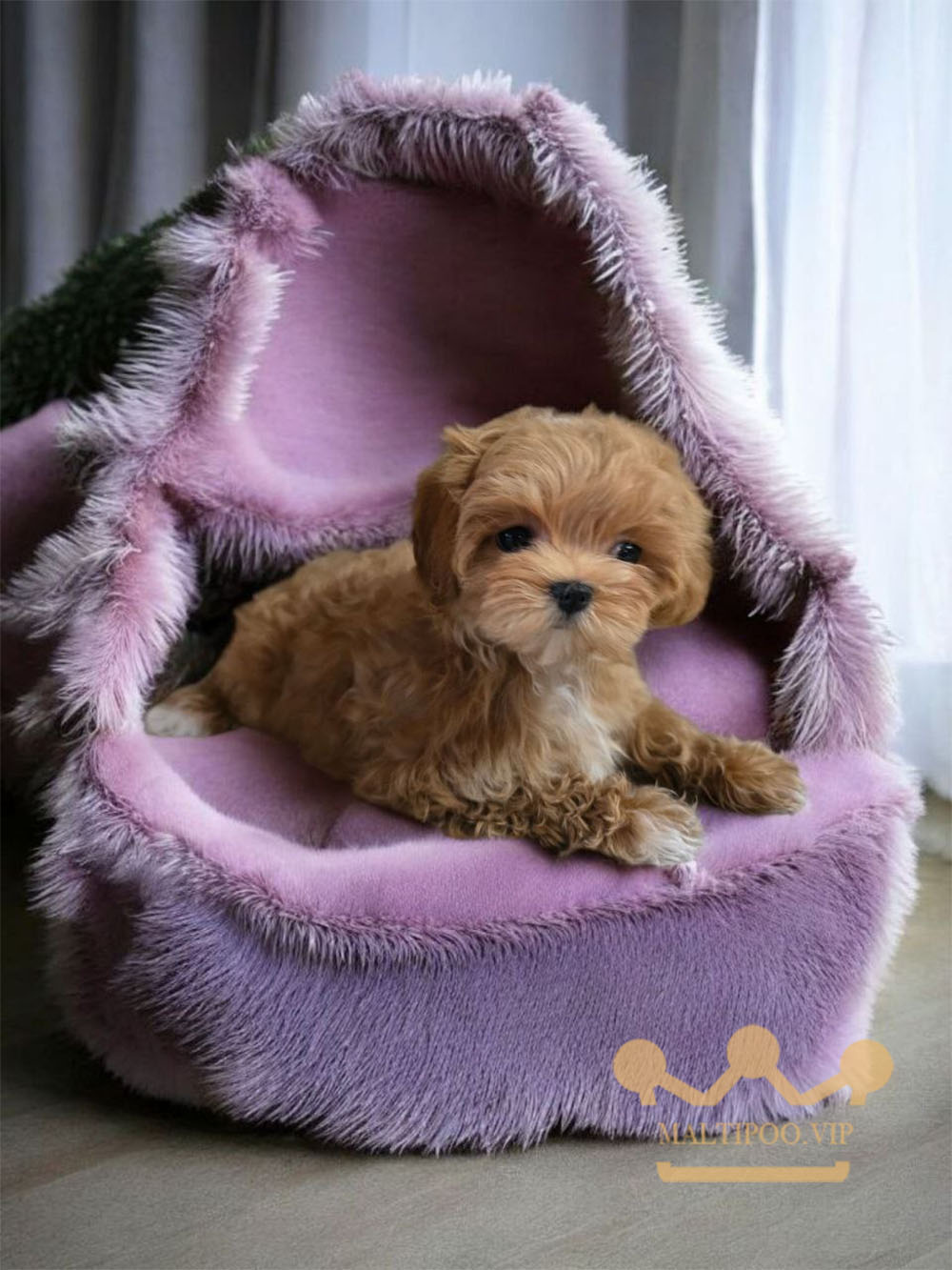 щенок мальтипу Ф1 мини 