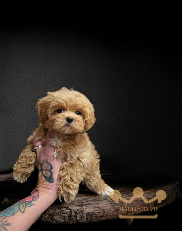 мальтипу, щенок мальтипу, мальтипу питомник, F1 maltipoo
